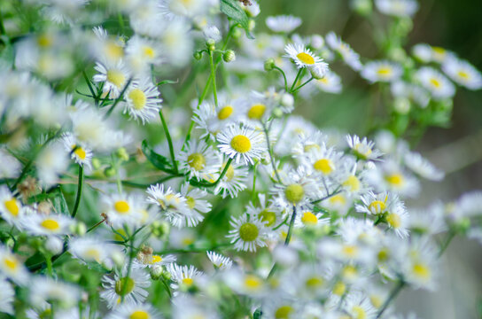 貧乏草 の画像 14 633 件の Stock 写真 ベクターおよびビデオ Adobe Stock