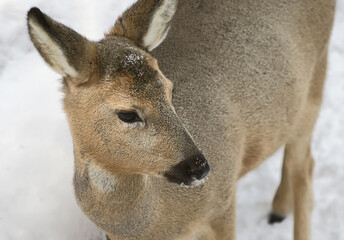 Portrait of a Siberian roe deer