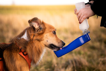 Pies pije wodę z miski turystycznej  - obrazy, fototapety, plakaty