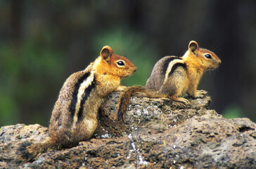 Chipmunk Buddies - Two chipmunks on the same rock surveying the immediate campground area
