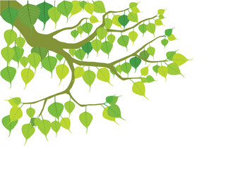 Bodhi tree in illustration graphic vector