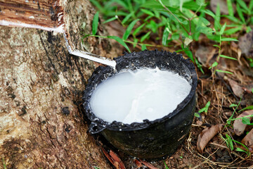 Rubber latex or para rubber flowing from stem tree in a bowl	