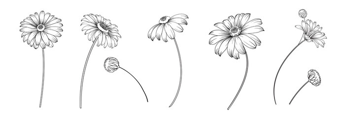 Set of differents flowers on white background. - 484536848