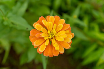 Orange wildflowers are blooming in summer