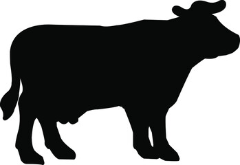 black and white cow