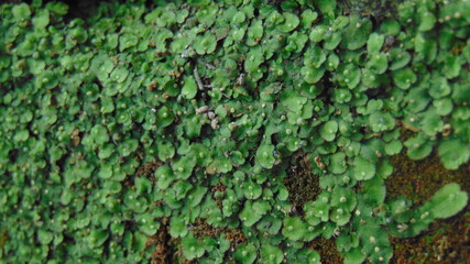 green moss background