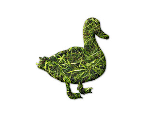 Duck Bird Grass green Logo icon illustration