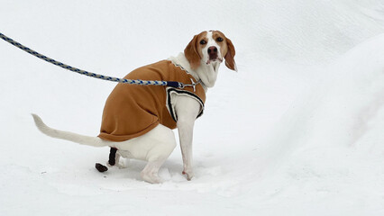 雪の上でうんちをしながらこちらを向く犬