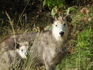 Fototapeta premium 二ホンカモシカの親子