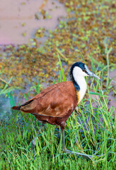 African Jacana in the weeds of Kenya