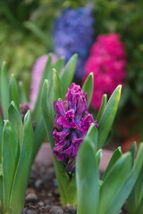 Lilac, purple hyacinths, spring garden, Hyacinthus orientalis - common, Dutch or garden hyacinth, easter decoration