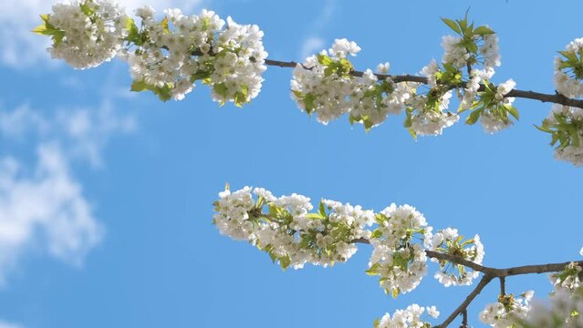 Twigs of cherry tree with white blossoming flowers in early spring