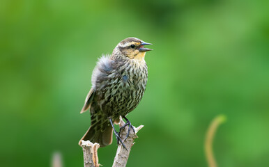 Red Winged Blackbird Female perched waiting for its mate