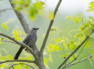 Gray CatBird singing from its high perch