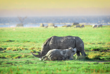 Rhino mother with a nursing baby in Africa