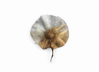 Isolated pterocarpus indicus seed with clipping paths.