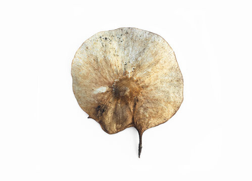 Isolated pterocarpus indicus seed with clipping paths.