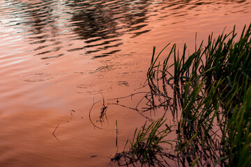 The red color of the water on the pond during sunset and algae near the shore