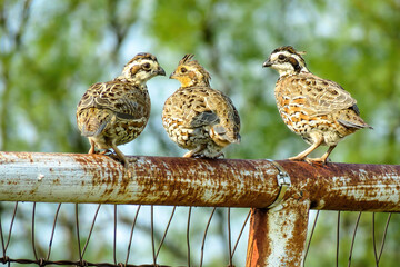 Three bobwhite quail on a pipe fence