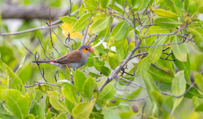 Orange Cheeked Waxbill in Puerto Rico