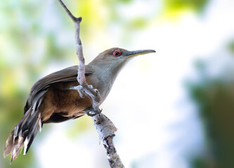 Puerto RIcan LIzard Cuckoo endemic to Puerto Rico