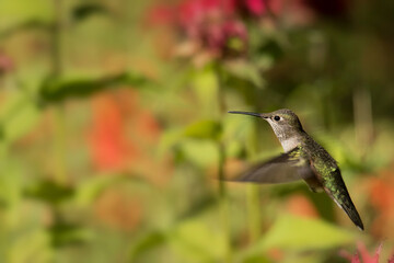 Fototapeta na wymiar Rufus (Selasphorus rufus) hummingbird in Yampa River Botanical Gardens; Steamboat Springs, Colorado