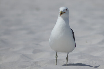 GAIVOTA