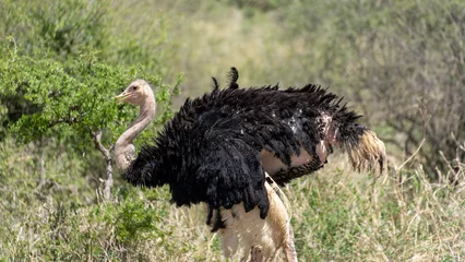 Keuken spatwand met foto ostrich in the wild © TravelLensPro