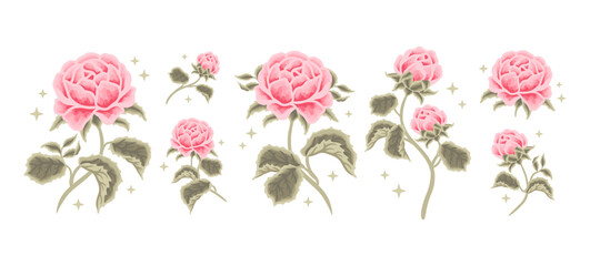 Obraz premium Set of vintage romantic pastel pink rose, peony flower feminine logo, beauty label illustration and clipart elements