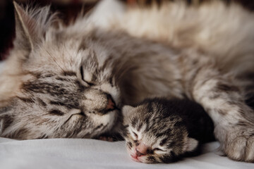 mother cat and newborn kitten