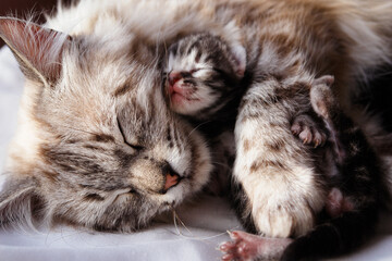 Naklejka na ściany i meble mother cat and newborn kitten