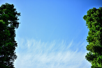 Obraz premium 夏空の雲