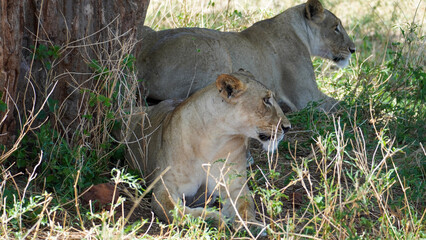 Naklejka na ściany i meble lion cub panthera leo