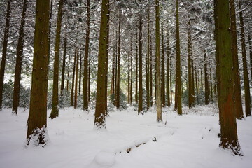 Fototapeta premium snow-covered scene in cedar woods