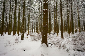 beautiful cedar forest covered with snow