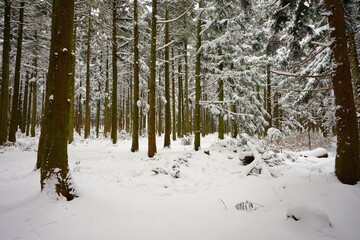 beautiful cedar forest covered with snow