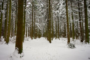 beautiful cedar forest covered with snow