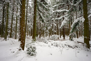 beautiful cedar forest covered with snow