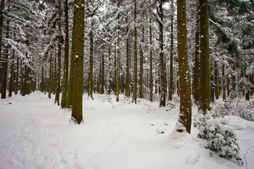 beautiful cedar forest covered with snow