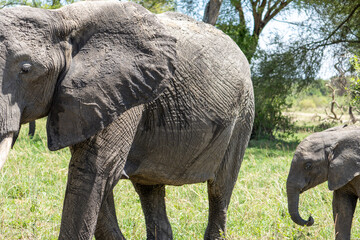 Elephants Tarangere Safari Afrika