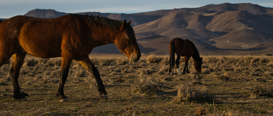 Nevada Mustangs