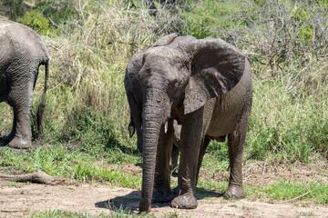 little Elephants Tarangere Safari Afrika