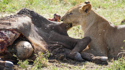 Naklejka na ściany i meble lion in the serengeti