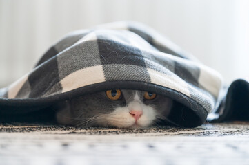 British Shorthair cat hiding under the quilt and looking outside