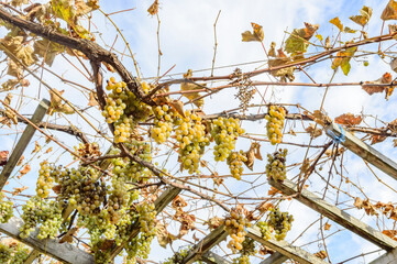 Bunches of white grapes on the vine before being harvested in autumn and blue sky with clouds