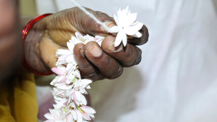 Taken during hand flowering when building flowers. In the dim background