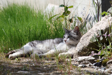 草陰で日向ぼっこする猫