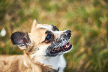 Little funny dog on a walk.