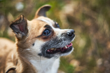 Little funny dog on a walk.