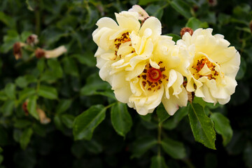 yellow old fashioned rose blooms in garden
